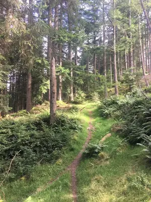 a dirt trail through a forest with trees at 4 Balvaig Cottage, Strathyre in Stirling