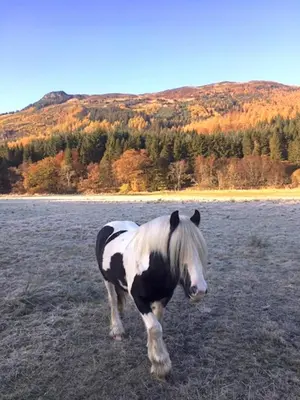 a black and white horse walking in a field at 4 Balvaig Cottage, Strathyre in Stirling