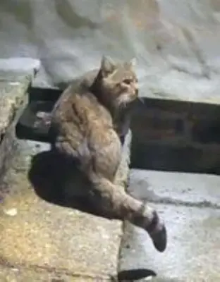 a cat is sitting on the ground at Granite Croft in Appin