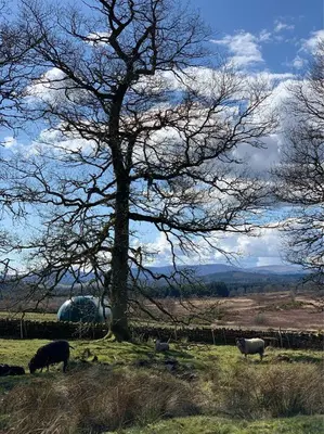 a group of sheep grazing in a field next to a tree at Cardross Estate Glamping Pods in Stirling