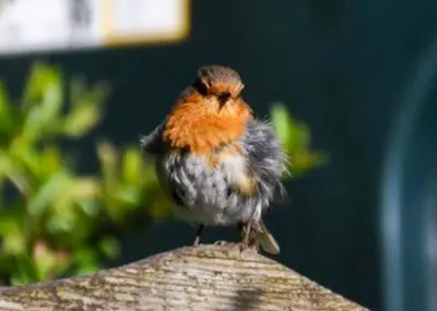 a small bird sitting on top of a piece of wood at An Cuan Bed & Breakfast in Bowmore