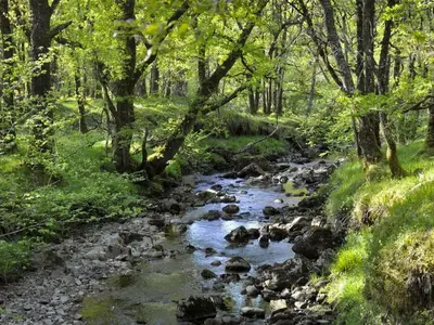 a stream with rocks and trees in a forest at Stronafian House in Feorlean