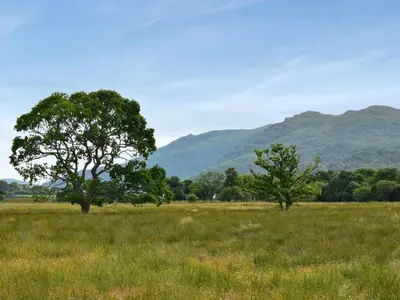 two trees in a field with mountains in the background at Stronafian House in Feorlean