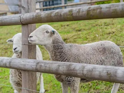 two sheep are standing behind a fence at Lochinvar - Clydesdale Log Cabin with Hot Tub in Airdrie