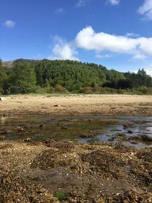 an empty beach with trees in the background at The Monaco 32 in Dunoon