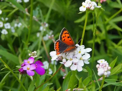 a butterfly is sitting on a white flower at Wellsfield Farm Holiday Lodges in Stirling