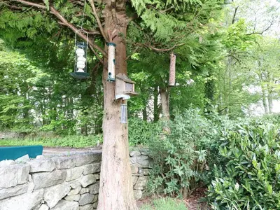 a tree with two bird feeders on it at Upper Brackendale in Taynuilt