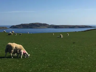 a herd of sheep grazing in a field of grass at Erradill Cottage in Southend
