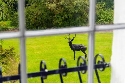 a deer standing in the grass looking out a window at Killean Farmhouse B&B in Inveraray
