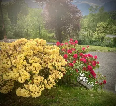 a bunch of yellow and red flowers in the grass at Glenorchy Lodge Hotel-Rooms Only in Dalmally