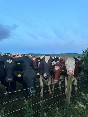 a herd of cows standing behind a fence at Timber Valley Pods in Galston