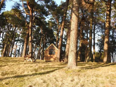 a small wooden cabin in the middle of a forest at Corriemuckloch Unique Huts in Dunkeld