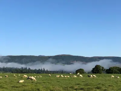 a herd of animals grazing in a field at Trossachs Barn & Cabin - boutique B&B in Port of Menteith