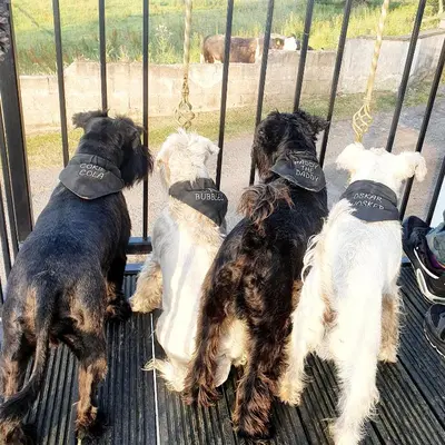 a group of four dogs tied to a fence at The NEW Blue Horse Suite at The Grumpy Schnauzer B&B Luxury Private Indoor Hot Tub Breakfast in Bed in Airdrie