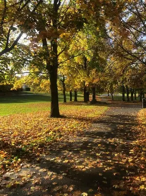 a group of trees in a park with leaves on the ground at Traditional apt close to city centre & Hampden in Glasgow