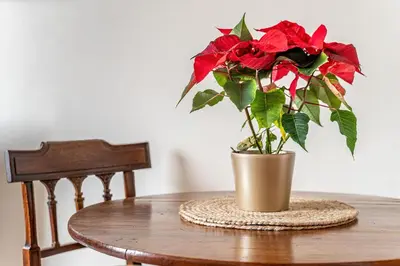 a vase filled with red roses sitting on a table at amazing apartments - Torphichen Place by Haymarket in Edinburgh