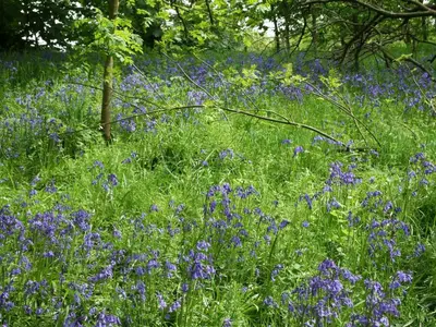 a field of purple flowers in a field of grass at Alban in Linlithgow