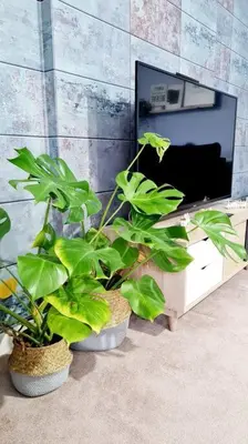 two potted plants sitting in front of a tv at Stylish 2 bedroom Apartment / FREE Gated Parking in Glasgow