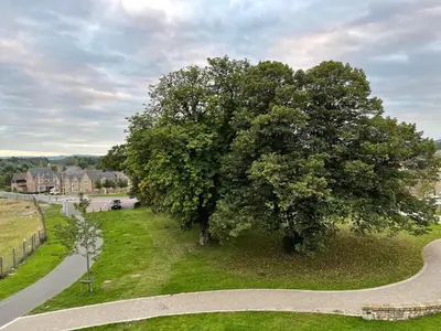 a large tree on the side of a road at 2 bedroom luxury flat in quiet village of Bishopton in Bishopton