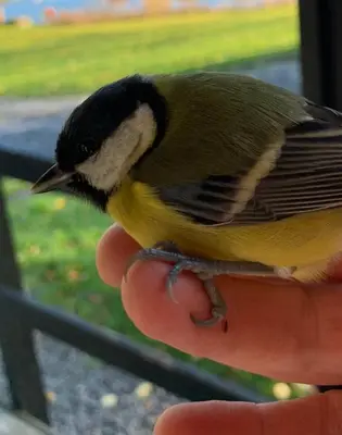 a bird sitting on a persons hand at Milton Bay Luxury lodge wrapped in exceptional scenery in Morenish