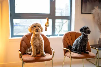two dogs sitting on chairs in a room at The Arran Suite - Your Stylish Scottish Getaway! in Glasgow