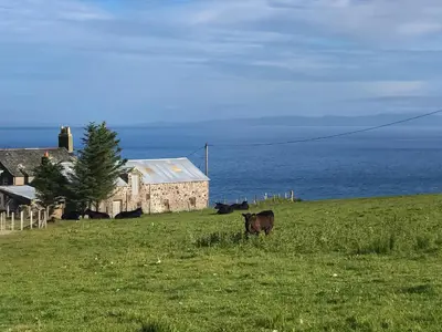 a cow standing in a field next to a building at Ballygroggan Bungalow - Uk38174 in Machrihanish