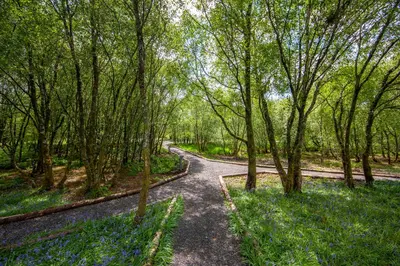 a winding road through a forest with trees at Ewe pod, luxury glamping pod with hot tub, Croft4glamping in Benderloch