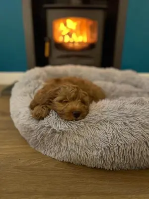 a small dog laying on a dog bed in front of a fireplace at Lagnaha Cottage in Kentallen