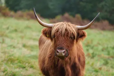 a brown bull with horns standing in a field at Nether Glenny Farm in Stirling
