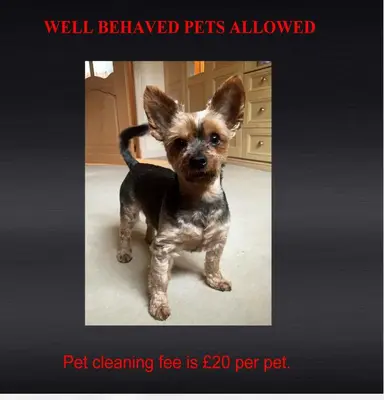 a small dog standing in a kitchen at Westertonhill Lodges - Private Hot Tub Hire Available in Balloch