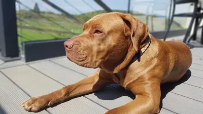 a brown dog laying on top of a table at Ronachan in Clachan