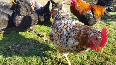a group of chickens standing in the grass at Ronachan in Clachan