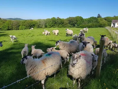 a herd of sheep in a field behind a fence at Ronachan in Clachan