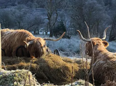 a group of animals laying in a field with hay at The Loveshack Lodge Balquhidder in Balquhidder