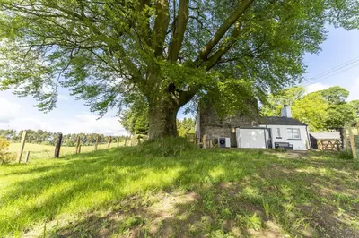 a large tree in the grass in front of a house at Wilsons Cottage in Falkirk