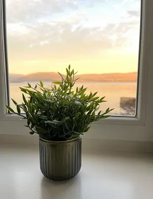 a potted plant sitting in front of a window at Beautiful Upper Apartment/Stunning Sea Views, Isle of Bute in Port Bannatyne