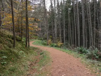 a dirt road in a forest with trees at Inglis Nook Cottage in Lochearnhead