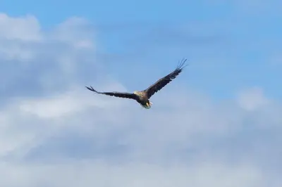 an eagle flying in a blue sky at Ardlarach Lodge in Cullipool