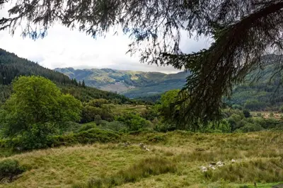 a view of a field with a tree and mountains at Am Bothan in Lochearnhead