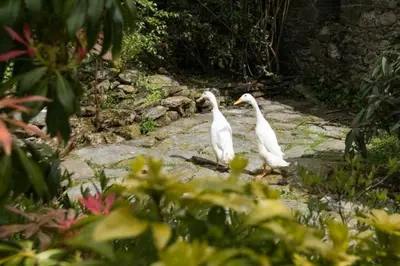 two white birds are standing on a rock at Strone House in Helensburgh