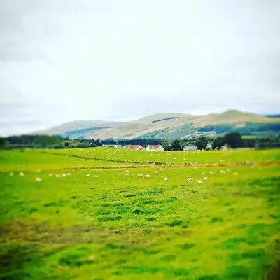 a herd of sheep grazing in a green field at Rural Private Lodge - With Hot Tub - Outdoor Kitchen and Covered Lounge for Two in Crook of Devon