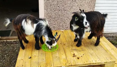 two goats eating food from a green plate on a deck at Cottage with Panoramic Views in Kirk of Shotts