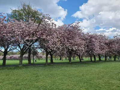a row of trees in a park with pink flowers at Lovely 2 bedroom flat in the heart of the city in Edinburgh