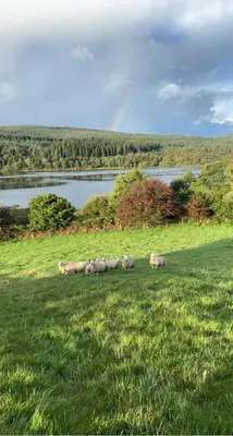 a herd of sheep laying in a field next to a lake at Cozy 2 bedroom cottage with log burner close to Loch Ken in New Galloway