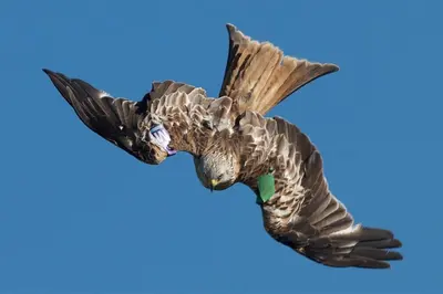 a statue of a bird flying in the sky at Blairinnie in Castle Douglas