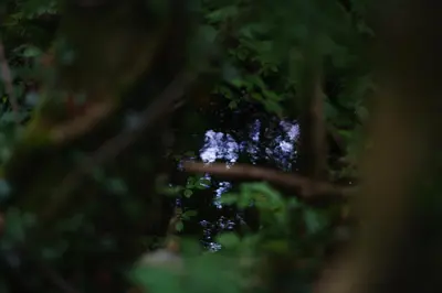 a close up view of a forest with green leaves at Tig Cottage - a rural, quirky, pet friendly 2 bedroom cottage near Ballantrae in Ballantrae