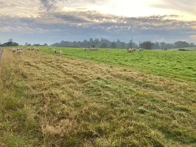 a herd of animals grazing in a field at Westertonhill Lodge - 3 Double Bedrooms Sleeps 8 With Private Hot Tub Hire Available in Balloch