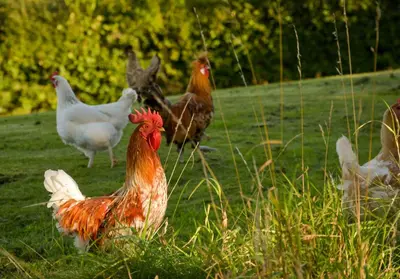a group of chickens standing in a grass field at The Studio at Pitmeadow Farm in Dunning