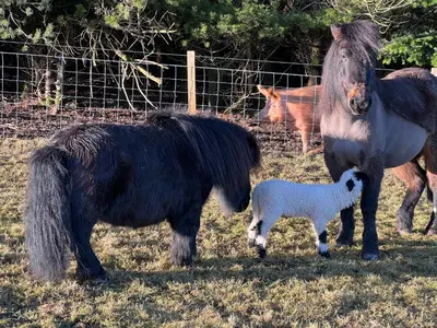 a black pony and a white horse in a field at The Studio at Pitmeadow Farm in Dunning