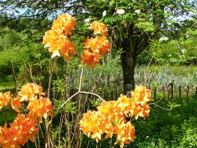 a group of orange flowers in front of a tree at Bo Nan Taigh Cottage in Aberfoyle